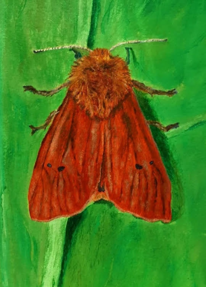 Ruby Tiger Moth