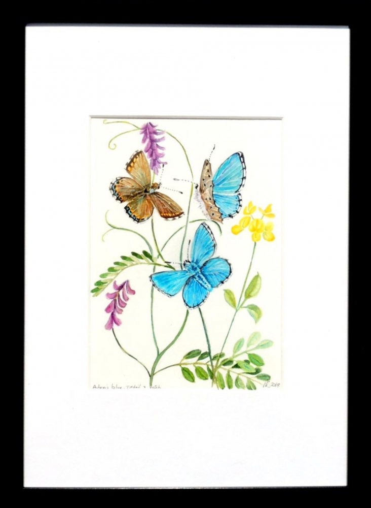 Adonis Blue Butterflies