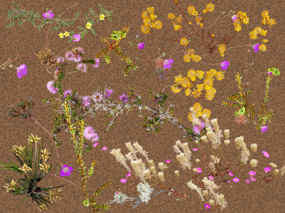 Australian Desert Plants - Light