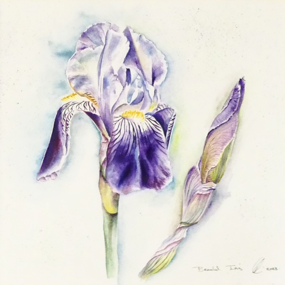 Bearded Iris