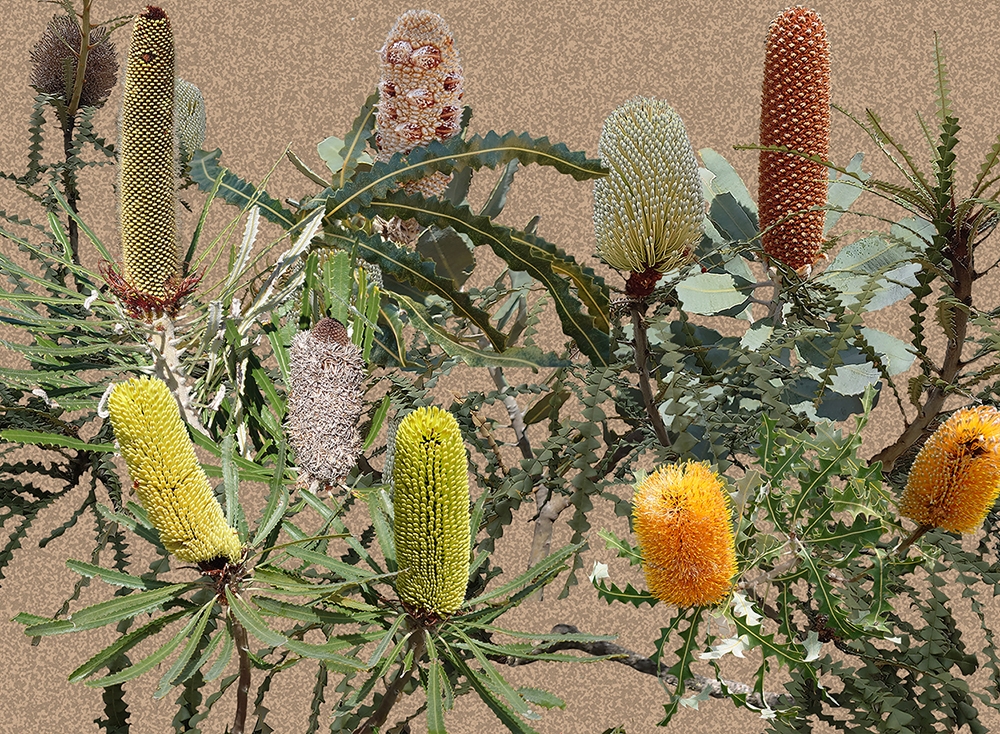 Banksia Cones - Light