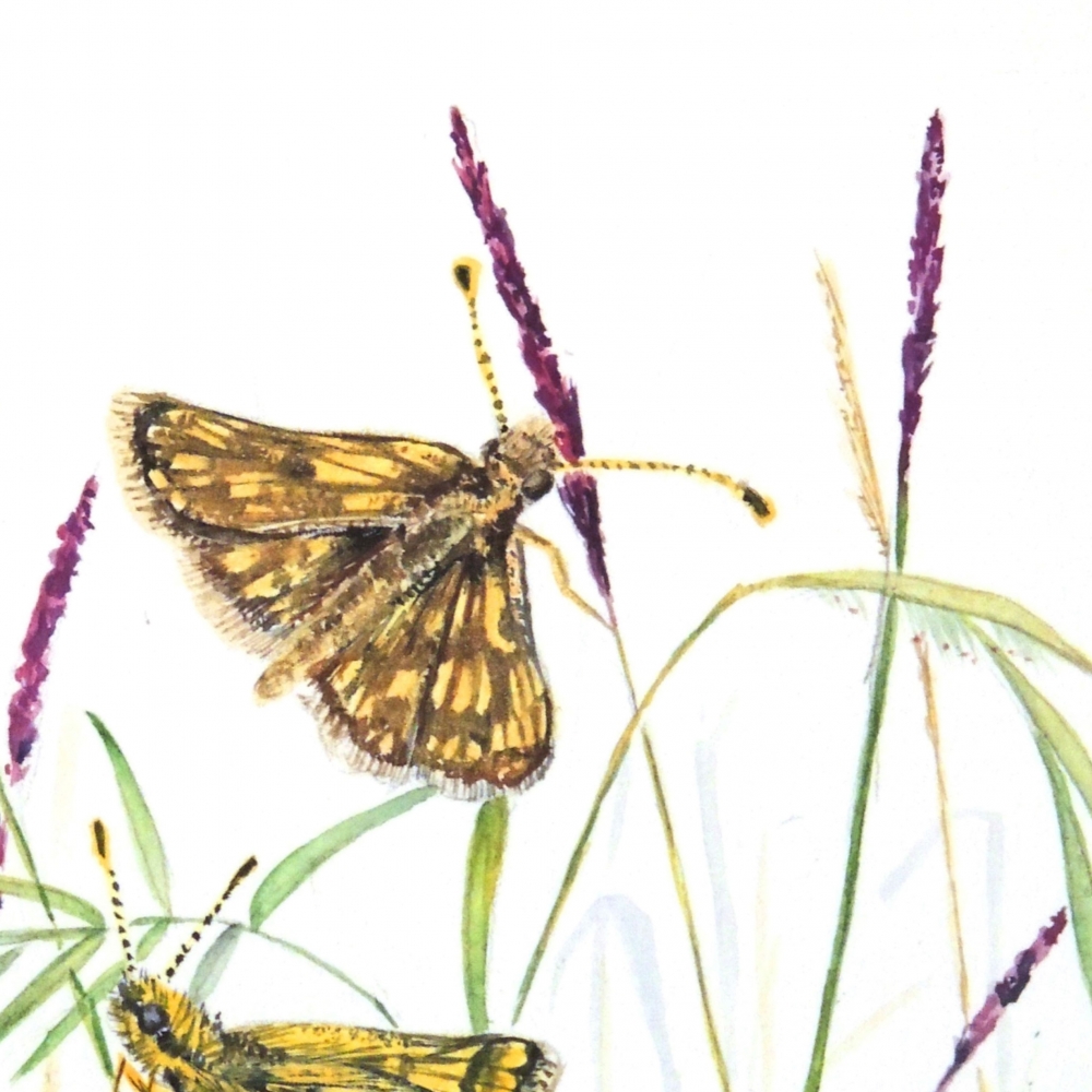 Chequered Skipper Butterflies