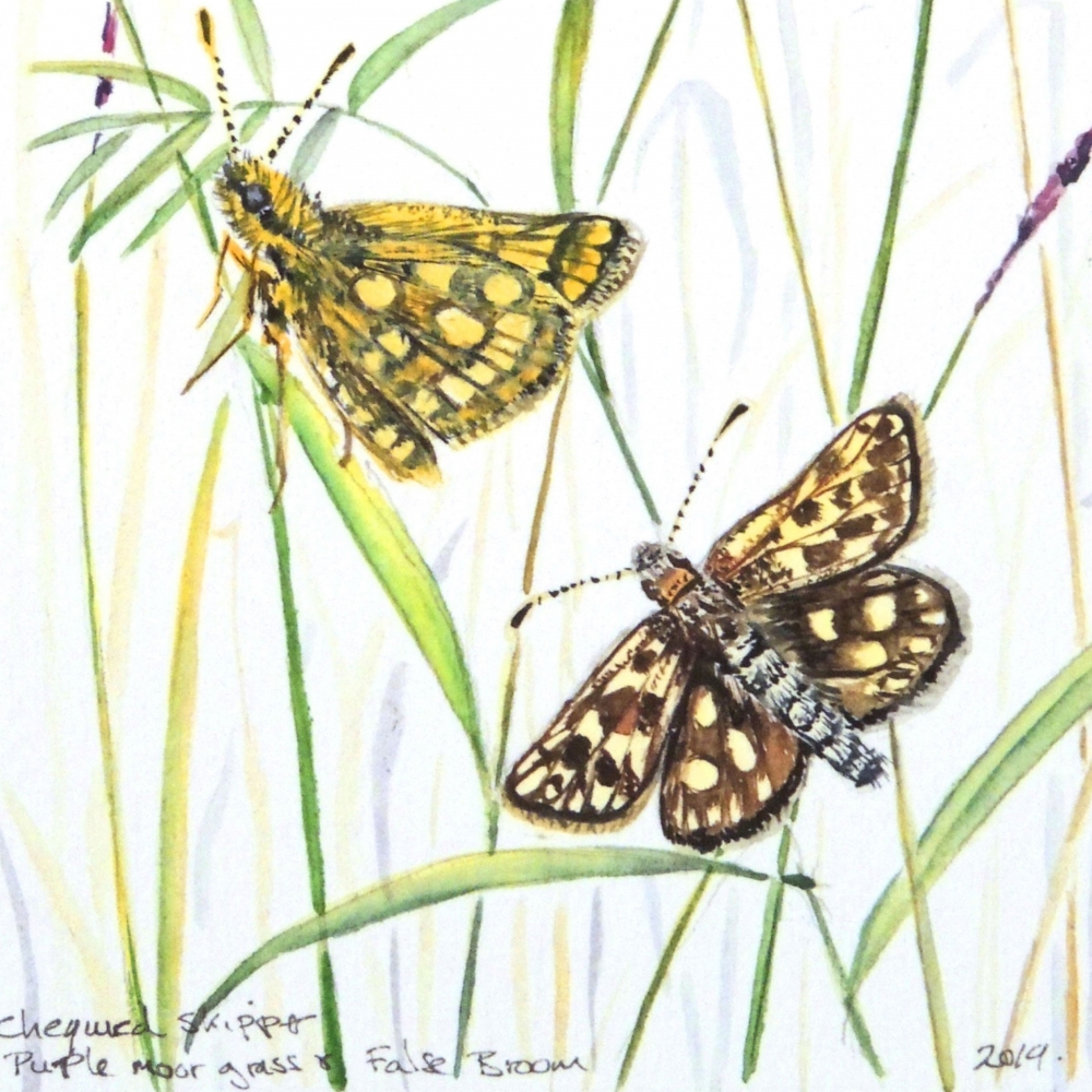 Chequered Skipper Butterflies