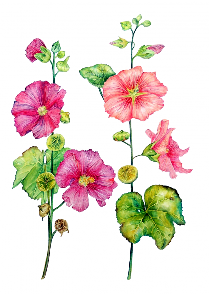 Garden Hollyhocks