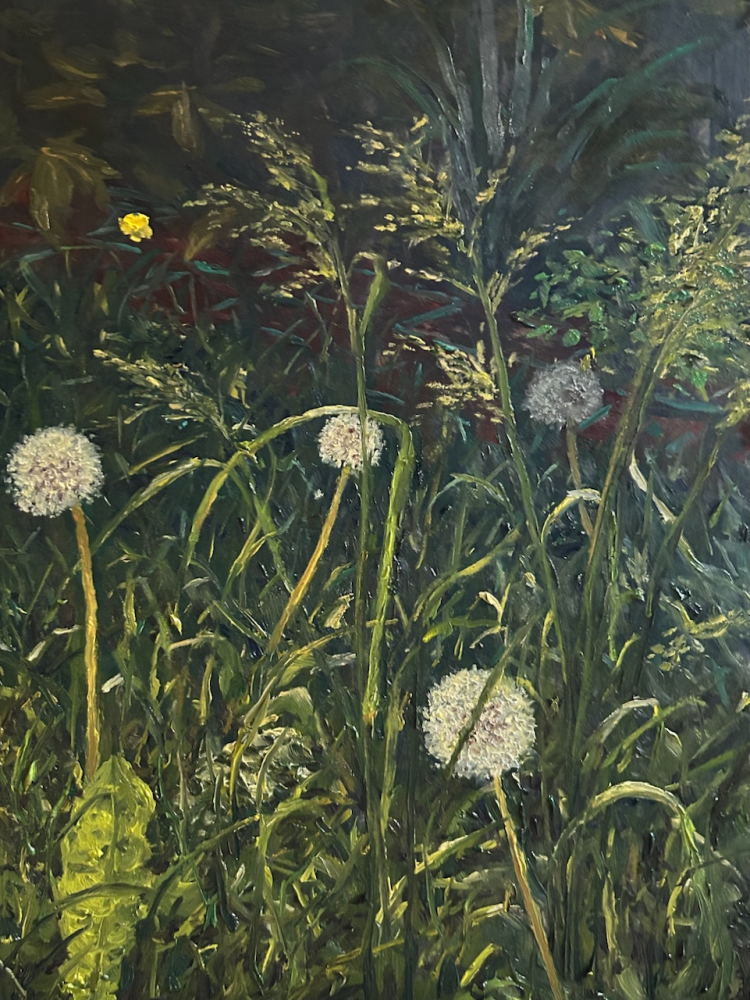 Dandelions in my garden