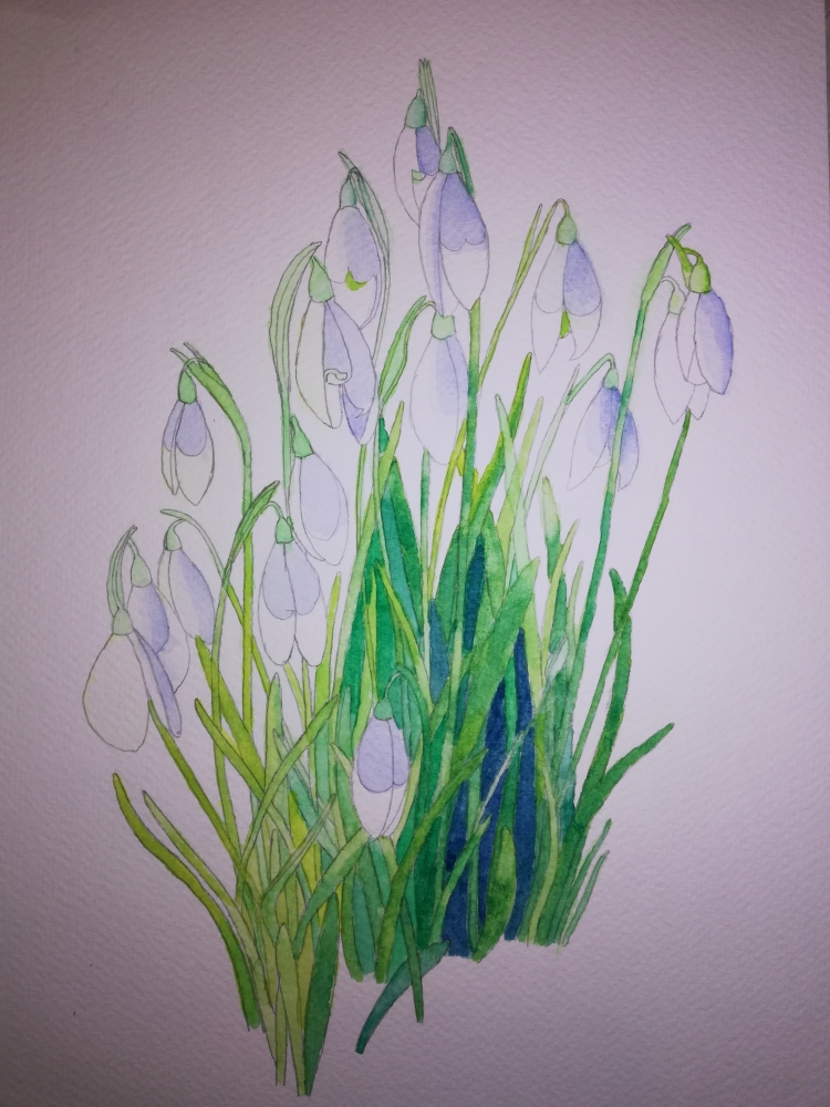 Snowdrops in watercolour 