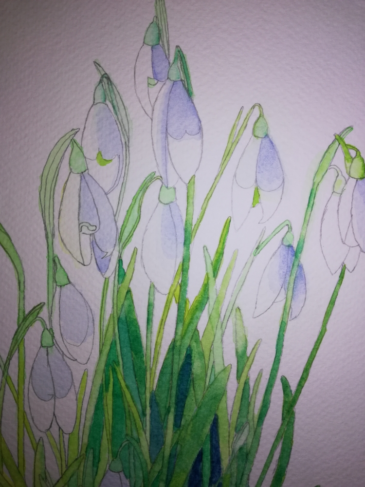 Snowdrops in watercolour 