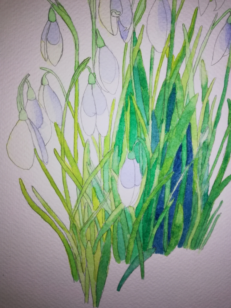 Snowdrops in watercolour 