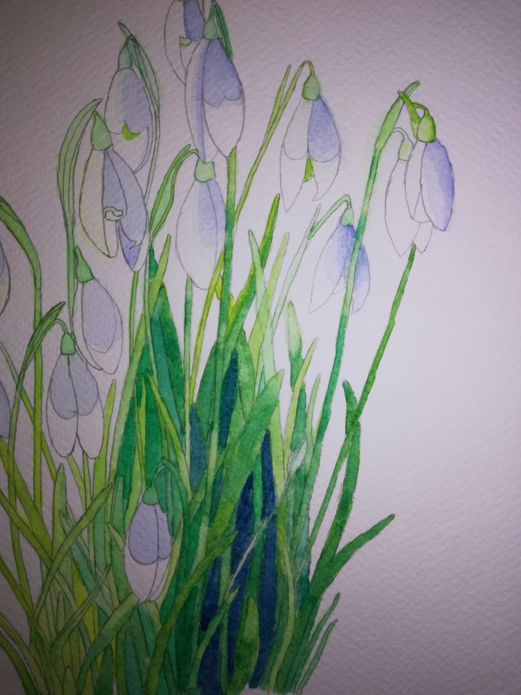 Snowdrops in watercolour 