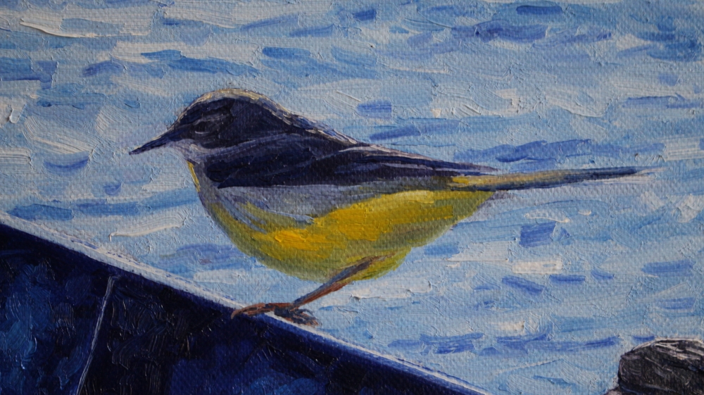 \"Grey Wagtail, Ohrid\"