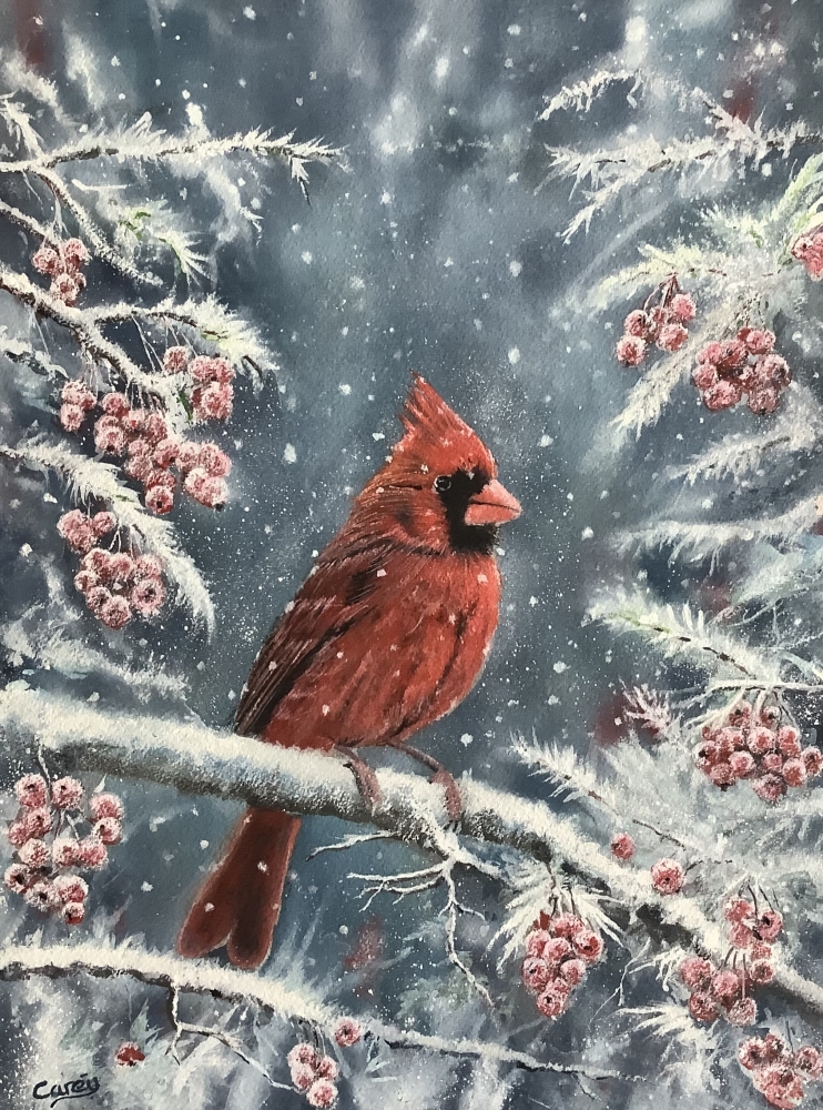 Red Cardinal in winter scene 