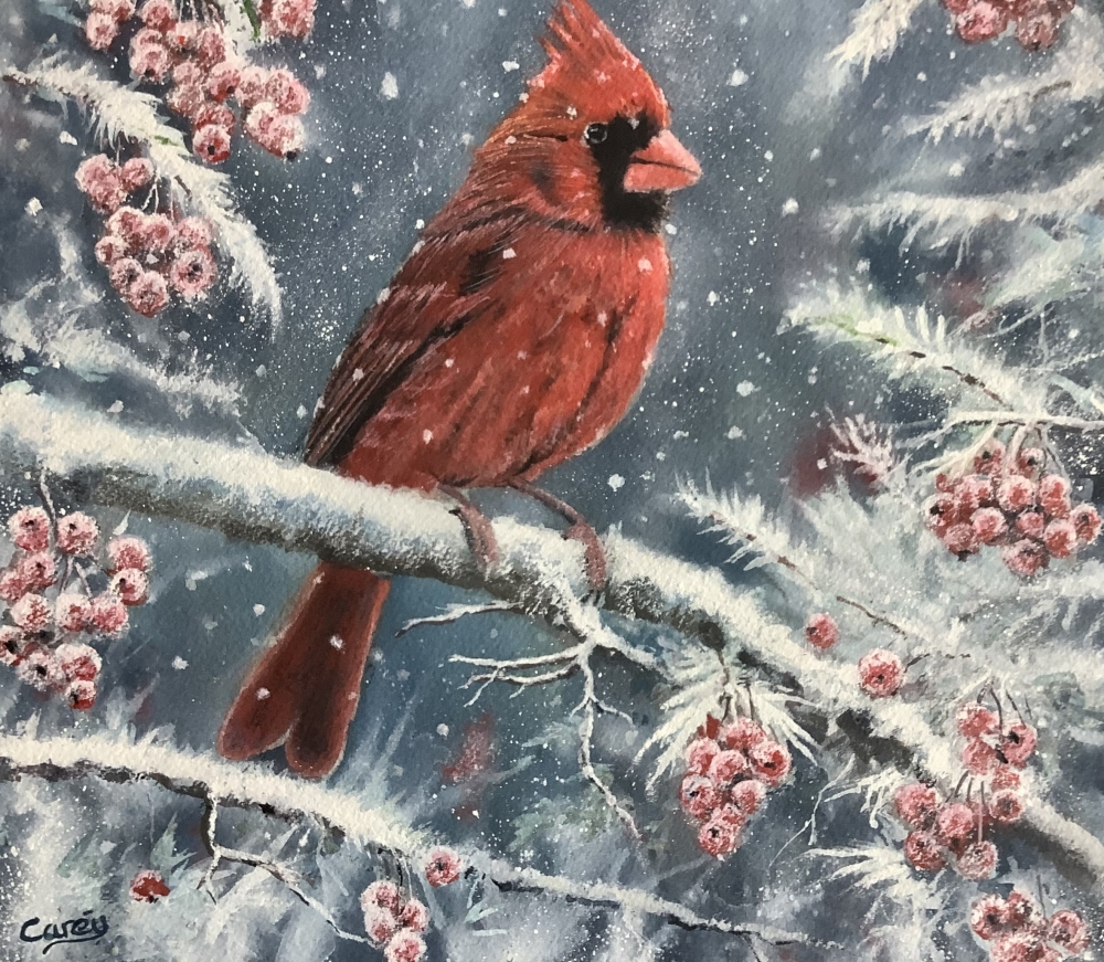 Red Cardinal in winter scene 