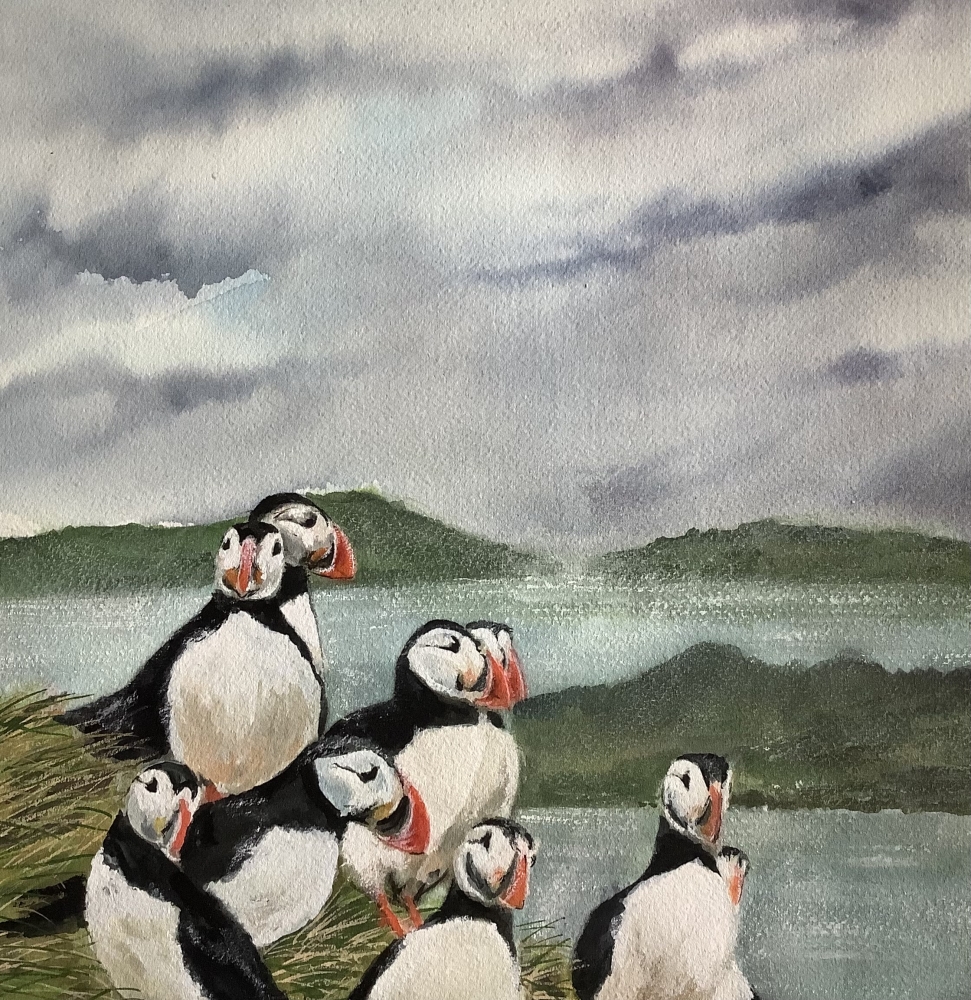 Puffins on Shetland 