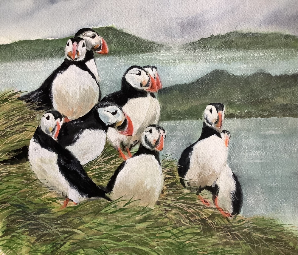 Puffins on Shetland 