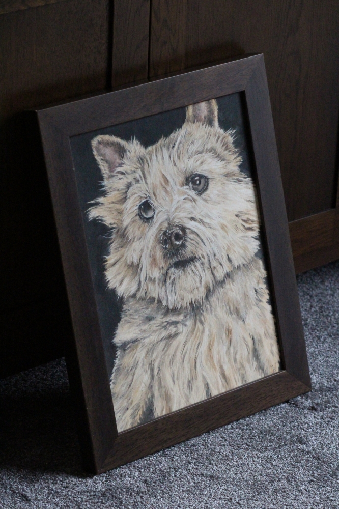 Cairn Terrier 