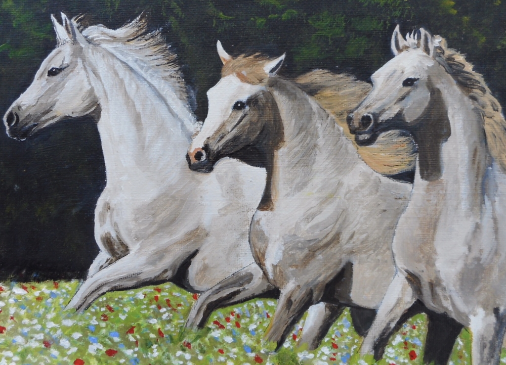 WHITE HORSES IN WILDFLOWER MEADOW 