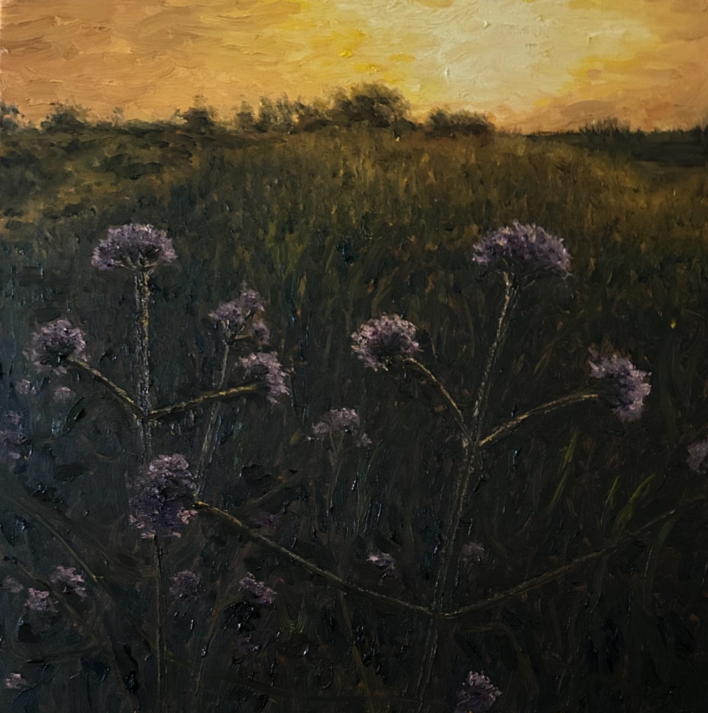 Verbena bonariensis sunset