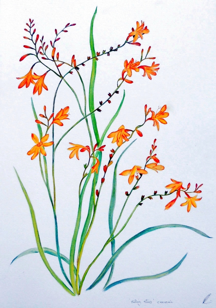 'Falling Stars' Crocosmia Flowers