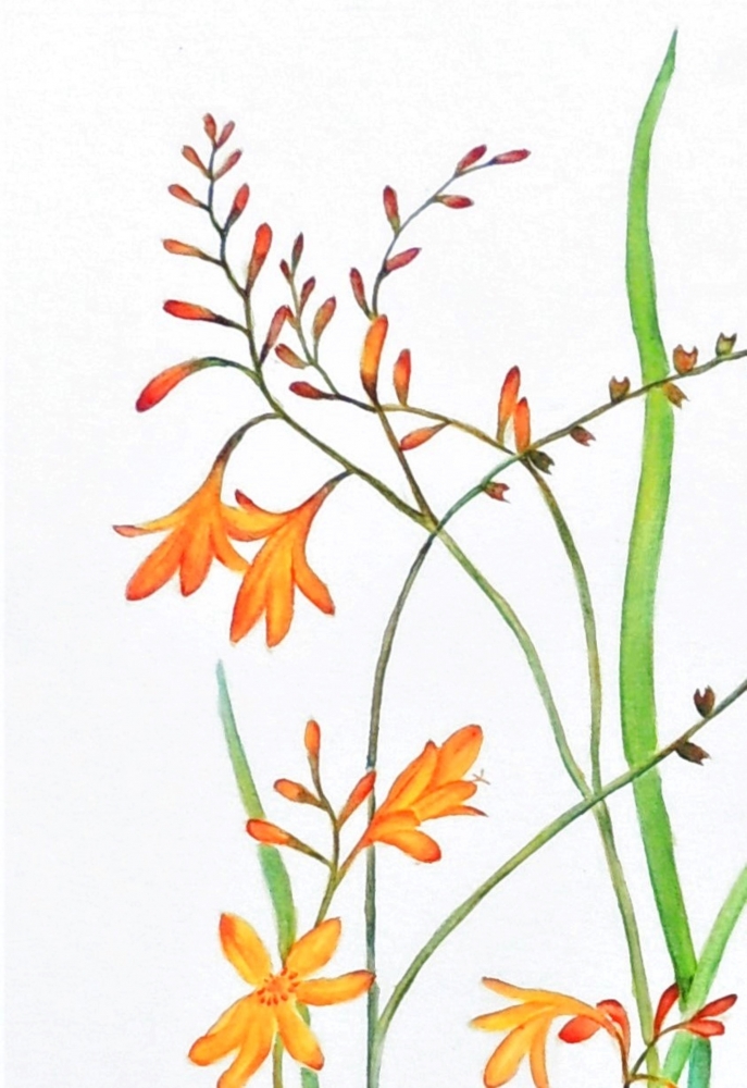 'Falling Stars' Crocosmia Flowers