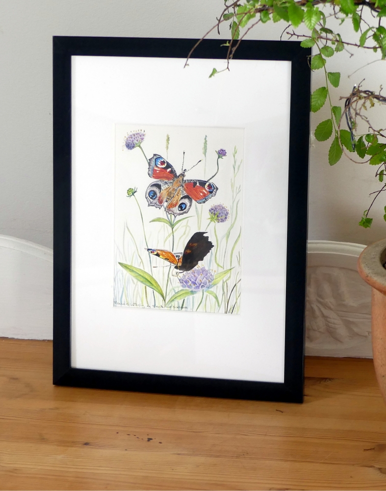 Peacock Butterflies on Wildflowers