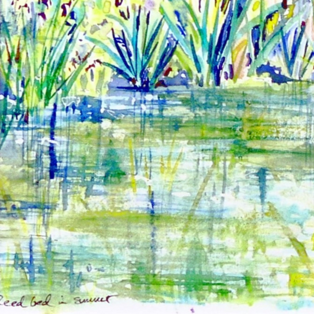 Reed bed in Summer