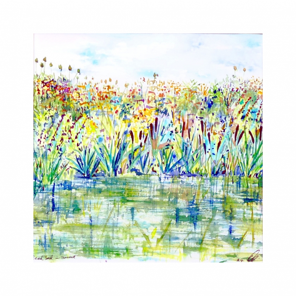 Reed bed in Summer