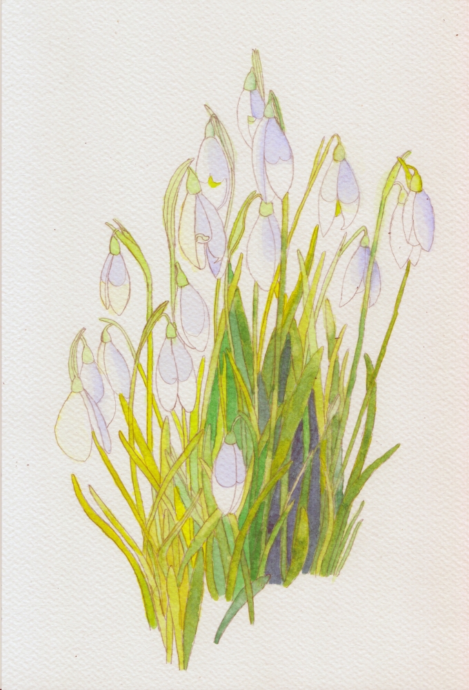 Snowdrops in watercolour 