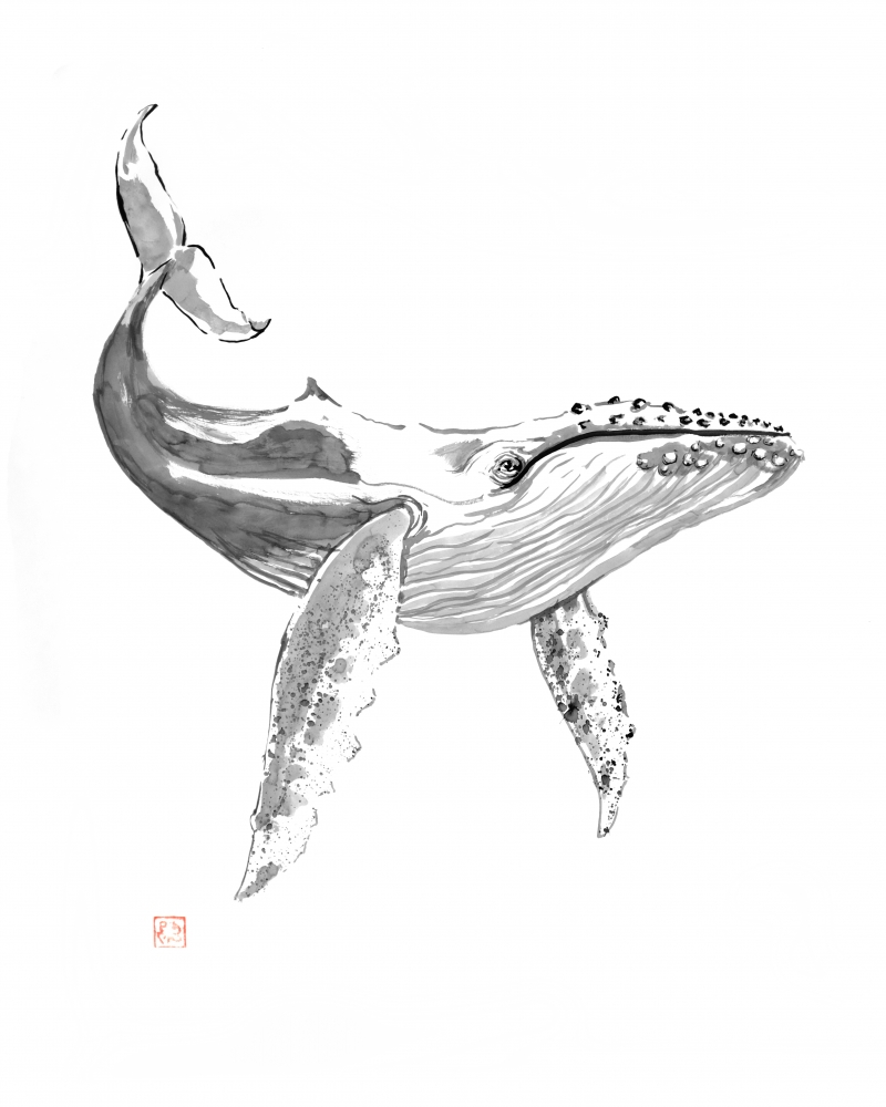 whale