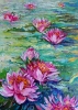 Pink Water lily 