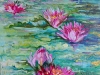 Pink Water lily 