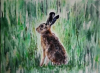 Young Hare