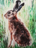 Young Hare