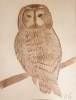 Tawny Owl 