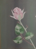 The Pink Rose and The Bud 