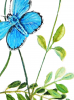 Adonis Blue Butterflies