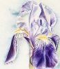 Bearded Iris