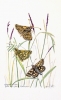 Chequered Skipper Butterflies