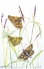 Chequered Skipper Butterflies