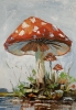 Fly agarics.#10