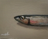 Sardine