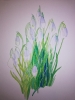 Snowdrops in watercolour 