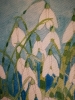 Snowdrops in watercolour 