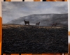 \"Horses, Pontypool\" 