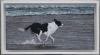 \"Dog running on Beach\"