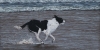 \"Dog running on Beach\"