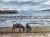 Scarborough - donkeys on the beach