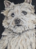 Cairn Terrier 