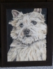 Cairn Terrier 