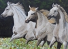 WHITE HORSES IN WILDFLOWER MEADOW 