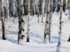 Winter Birch Grove #2